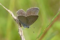 Cupido minimus