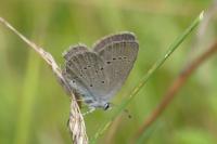 Cupido minimus