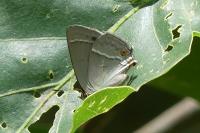 Quercusia quercus