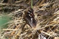 Apatura ilia ilia