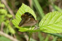 Apatura ilia ilia