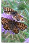Melitaea athalia