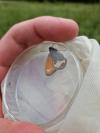 Coenonympha arcania