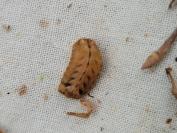 Quercusia quercus