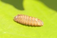 Quercusia quercus