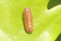 Quercusia quercus