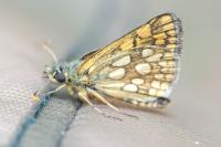 Carterocephalus palaemon