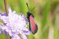 Zygaena minos/purpuralis
