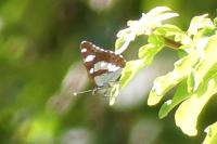 Limenitis reducta