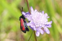Zygaena minos/purpuralis