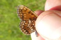Melitaea aurelia