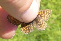 Melitaea aurelia
