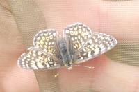 Melitaea cinxia