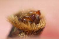 Melitaea aurelia