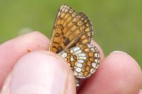 Melitaea aurelia