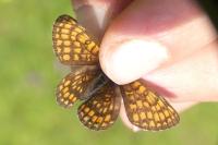 Melitaea aurelia