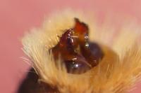 Melitaea aurelia
