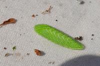 Thecla betulae