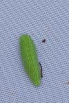Thecla betulae