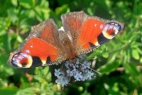 Aglais io
