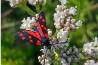Zygaena filipendulae