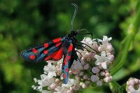 Zygaena filipendulae