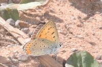 Lycaena alciphron