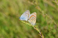 Plebejus argus