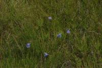Plebejus argus