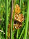 Boloria aquilonaris