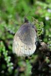 Erebia meolans