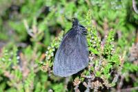 Erebia epiphron