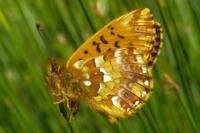 Boloria aquilonaris