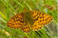 Boloria aquilonaris