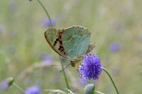 Argynnis pandora