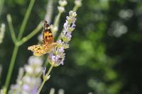 Vanessa cardui
