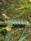 Papilio machaon