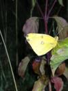 Colias crocea