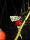 Pyrgus alveus/armoricanus