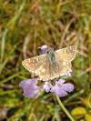 Pyrgus alveus/armoricanus