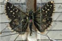 Pyrgus armoricanus
