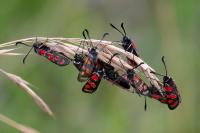 Zygaena carniolica