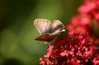 Lampides boeticus