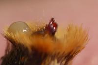 Melitaea aurelia