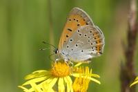 Lycaena dispar