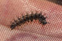 Araschnia levana