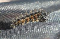 Araschnia levana