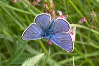 Cyaniris semiargus