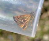 Carterocephalus palaemon