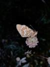 Melitaea phoebe